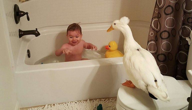 The kind duck won't let anything hurt his favorite boy