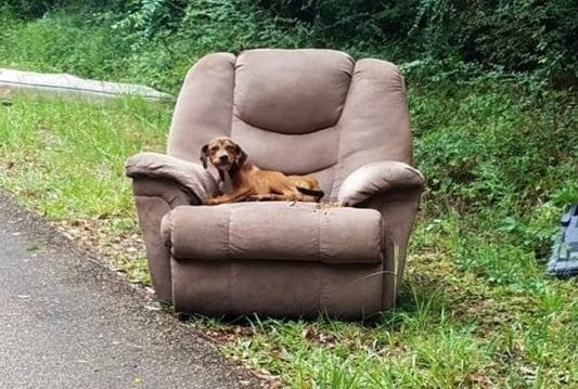 The little dog was so scared that he left his chair on the street to find food