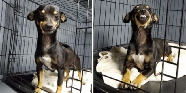 The little rescue dog always amazes shelter staff with his charming smile, and thanks to his smile, the dog was even adopted