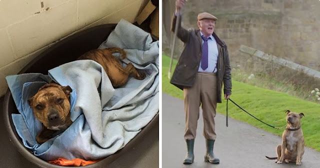 The loneliest dog in the world' becomes a movie star in collaboration with Sir Anthony Horkins