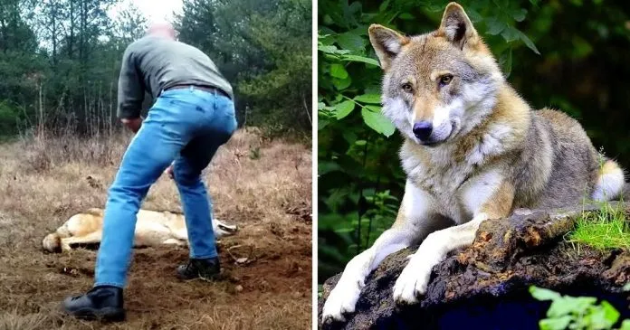 The man saved the mother wolf from a trap - 4 years later, the mother wolf saved his life