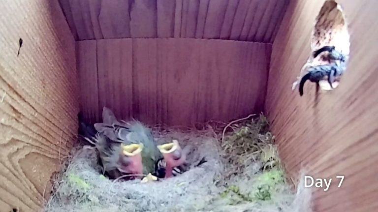 The man was stunned after installing the camera in the birdhouse