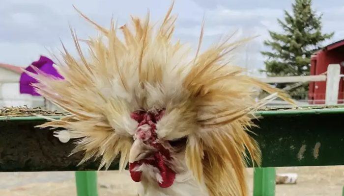 The owner discovered his unapproachable rooster napping everywhere he could