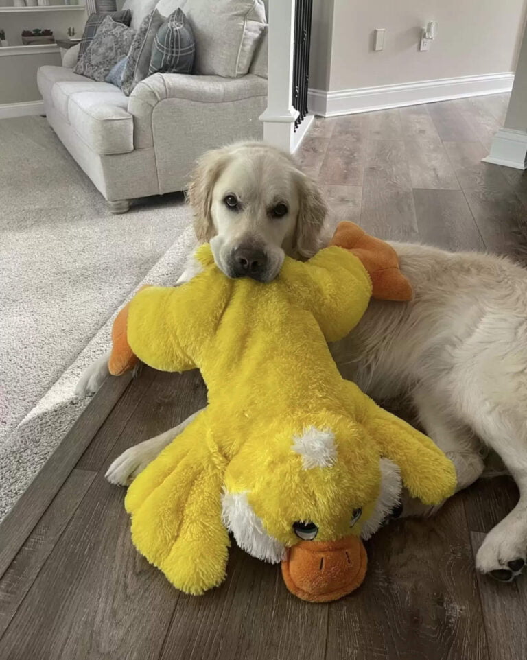 The owner dressed up as the dog's favorite toy to surprise