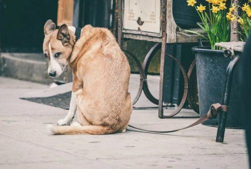 The owners tied the dog up at the bus stop.  But he has found a loving owner and a new home