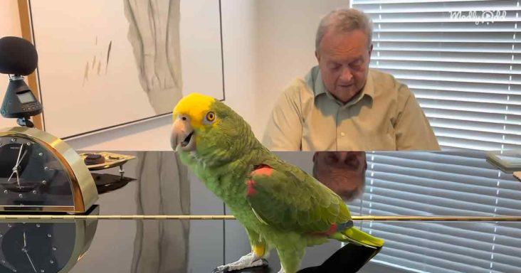 The parrot Tico sings the piano like a candy bar