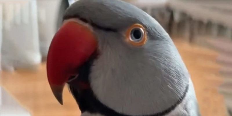 The parrot forgot to say "good morning" but kept reminding us that he was a "good boy"