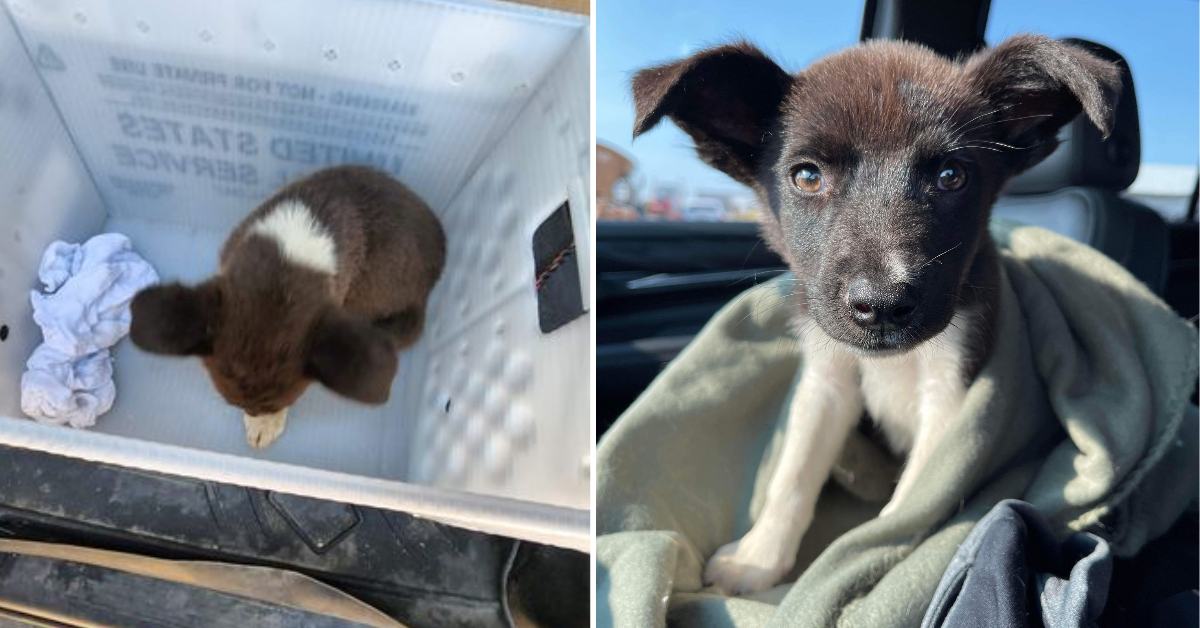 The postman saved a stray dog ​​on the road and delivered it to the door