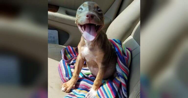 The puppy won't stop wagging its tail when it comes out of the shelter