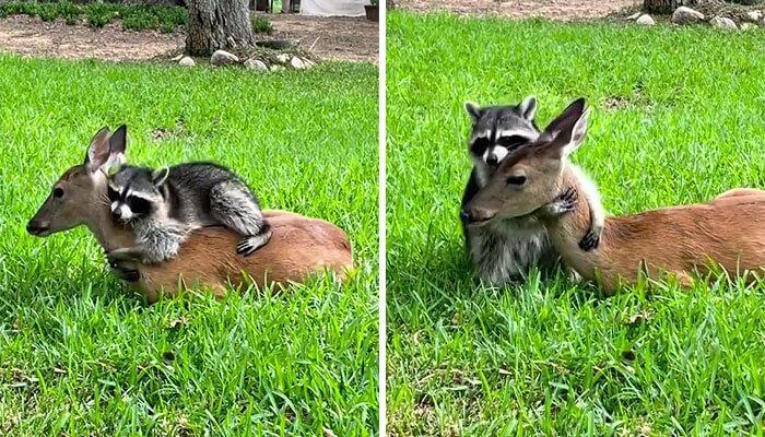 The rescued panda gently hugs the abandoned baby deer, making everyone's heart melt