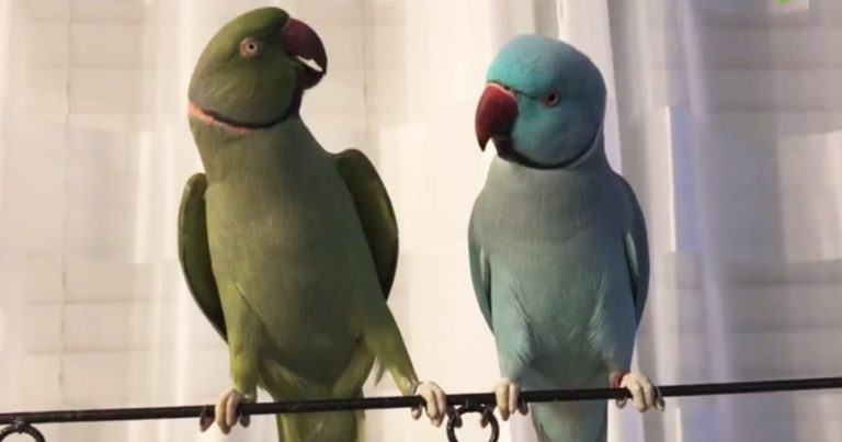 The scene is very funny.  Parrots talk to each other in a wonderful way