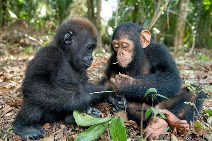 The series of photos shows the beautiful friendship between baby gorilla and chimpanzee