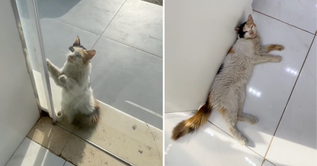 The shop owner let the stray cat cool off inside while it was very hot outside and provided water and food