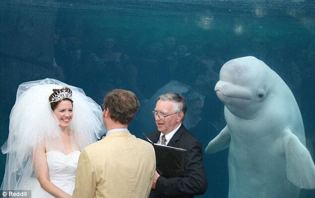 The wedding was interrupted by the Beluga whale and the largest photobomb in history