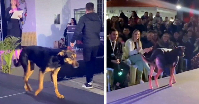 The wild dog suddenly appeared on the catwalk, and what happened next was quite unexpected