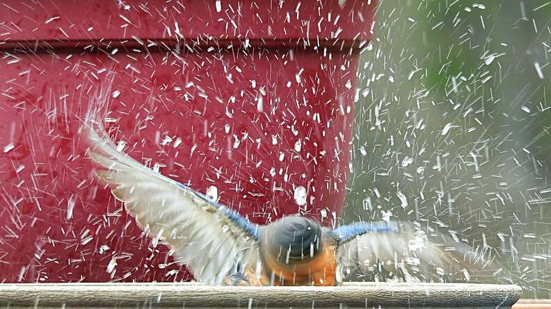 The woman took the picture of the wonderful bathing moment of the little bird