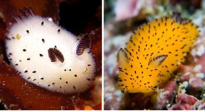 There are sea rabbits here.  Poisonous and strange creatures that make Japan fall in love