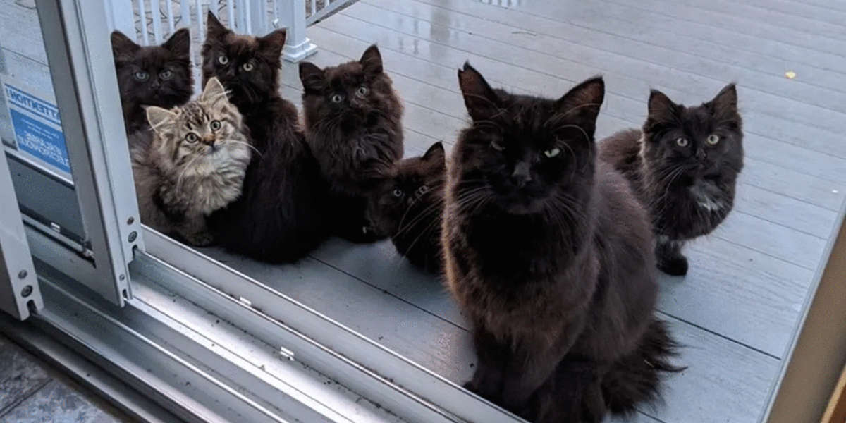 These fur moms are smart.  St.ray Cat brought all her children to the woman who gave her food and helped her