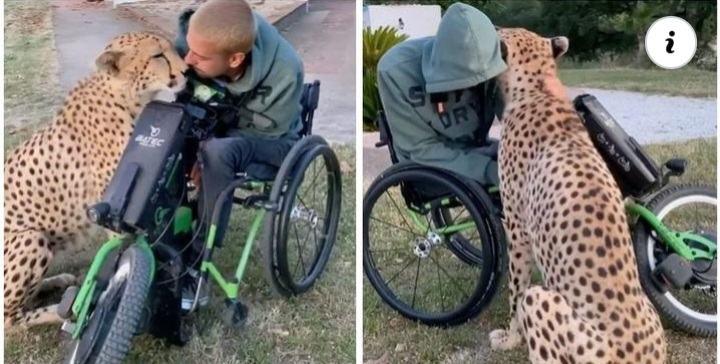 They filmed a large leopard rushing in front of a man in a wheelchair