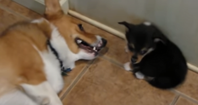 "This Corgi's reaction to a puppy farting is indescribably funny!"