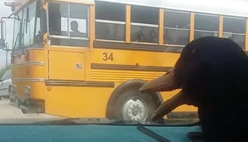 This duck is waiting for his little man in the car.  The duck's reaction when he arrives is priceless