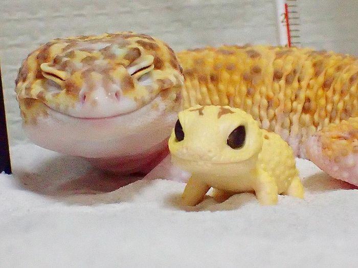 This gecko can't stop laughing when he's around his toy gecko