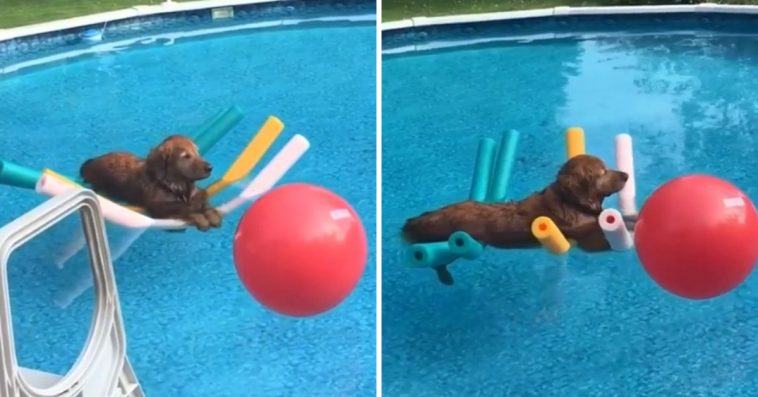 This golden retriever floating on a swim float will be more comfortable than ever.  It's a healthy scene and makes us wish we could be as fresh.