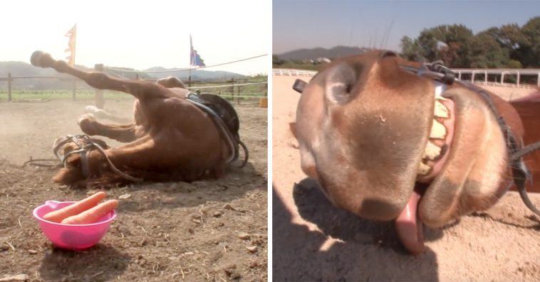 This horse pretends to be dead when people try to ride it, and it's so dramatic it deserves an Oscar