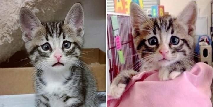 This is Bum - the kitten who steals netizens' hearts with worried eyes