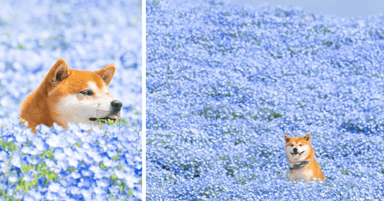 This is Hachi – the cutest Shiba Inu boy in Japan who loves to play in the flower fields