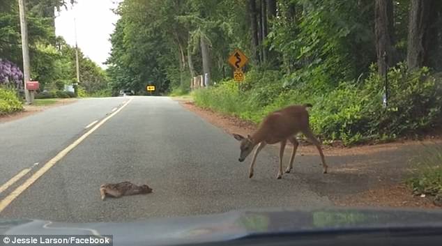 This is a great video of a beautiful moment.  Heartwarming moment: A mother deer saves her baby when it's scared to cross the road