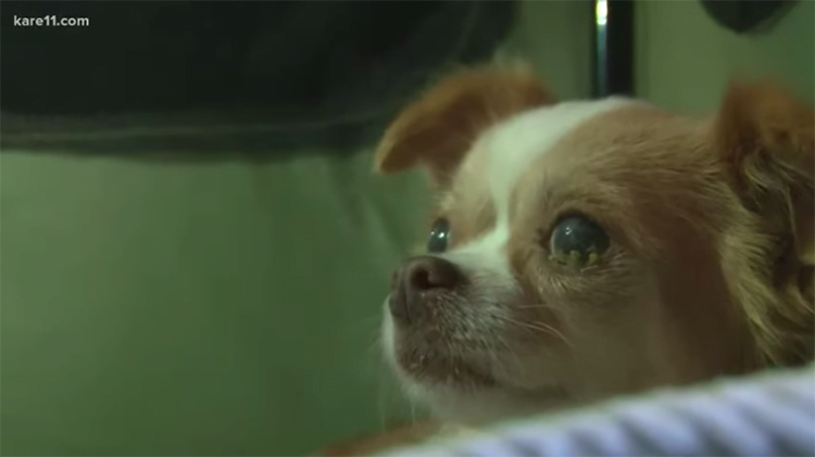 This puppy had a hard time losing his puppies, but he soon found solace.