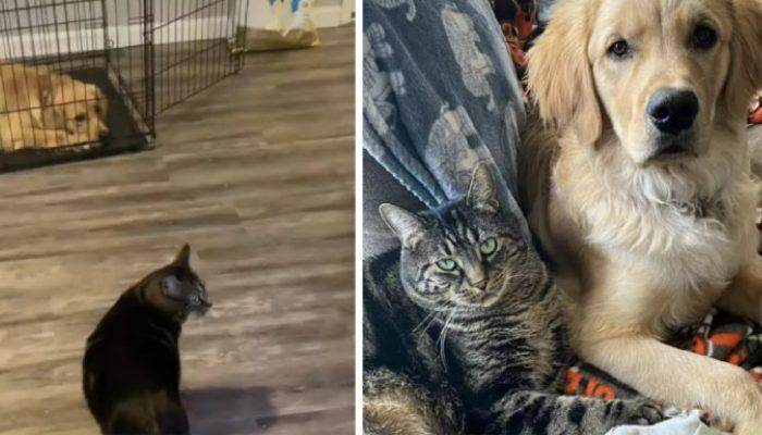 This smart cat was chased by a dog, so he did something unique