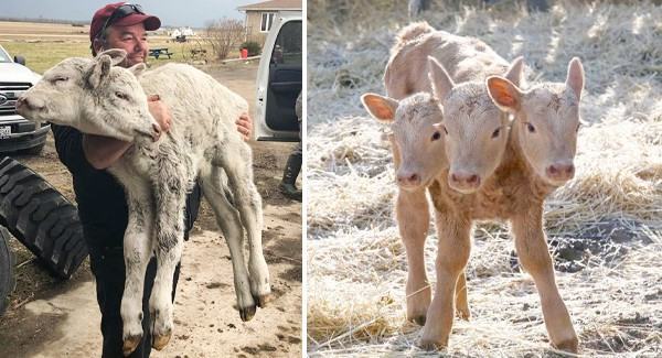 This three-headed calf's journey to the world is unique