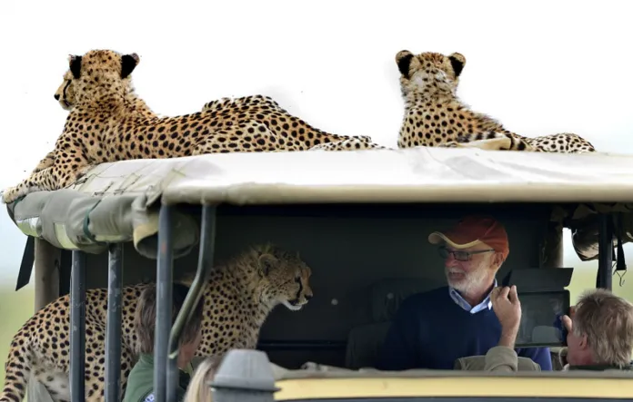 Tougist confronts a wild leopard as he climbs into a safari vehicle