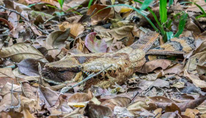 Try this.  Only 2% of people can spot a reptile lurking among the leaves