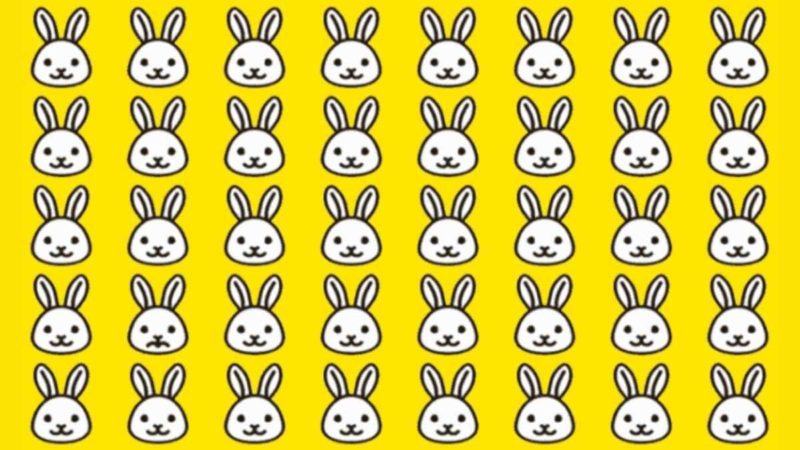 Try to find Weird among the rabbits in the picture.  Can you solve this puzzle in 5 seconds?