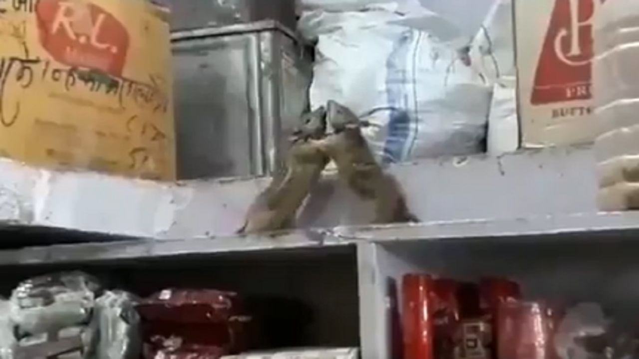 Two rats clashed in the store, fierce fighting, funny video went viral