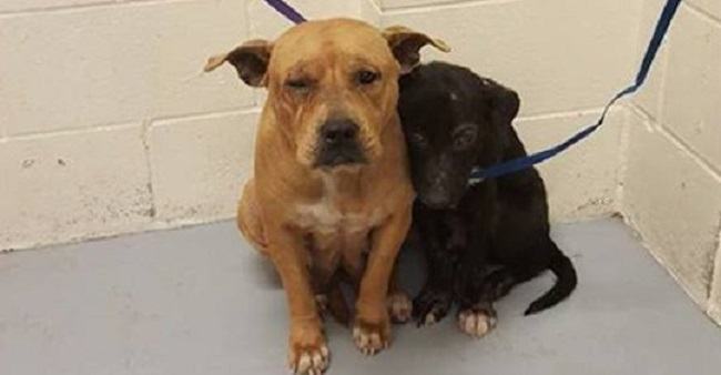 Two scary pit bulls huddled together in a shelter on their way to a brighter future