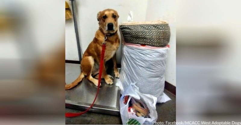 Unfortunate dog Wall-E was returned to an animal shelter with his bed and all his toys