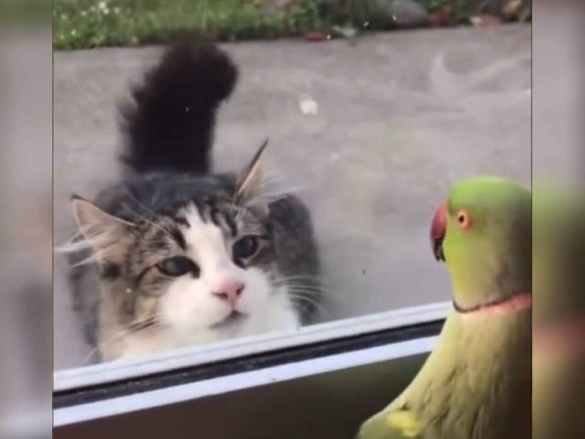 Very funny clip.  Funny peeking moment with the neighbor's cat