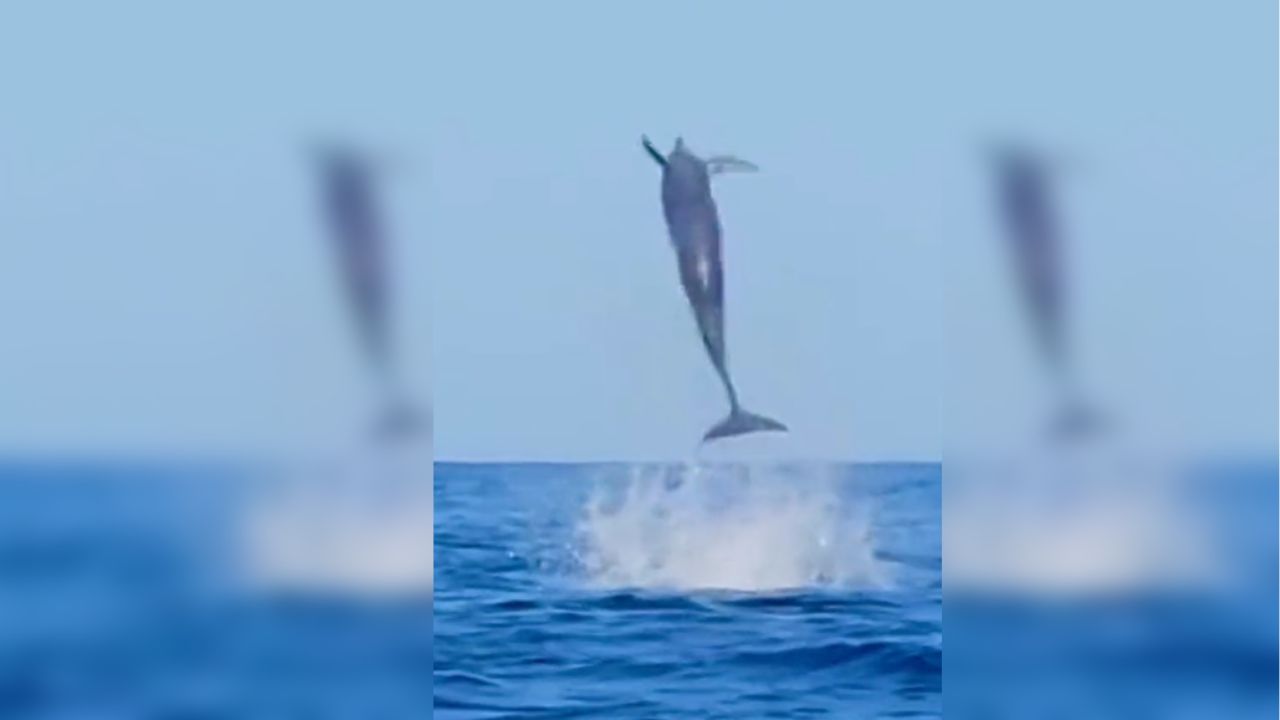 Video: Dolphin hits monkey, tosses the ball 10 times in the air in 14 seconds