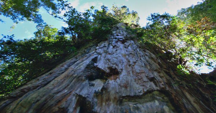 Video. Oldest Tree in the World Found: It’s Called Great-Grandfather and is 5,484 years old..!