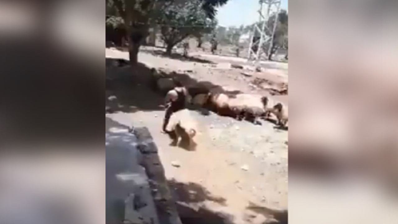 Video: Riding sheep becomes difficult, people say the weather can't keep up