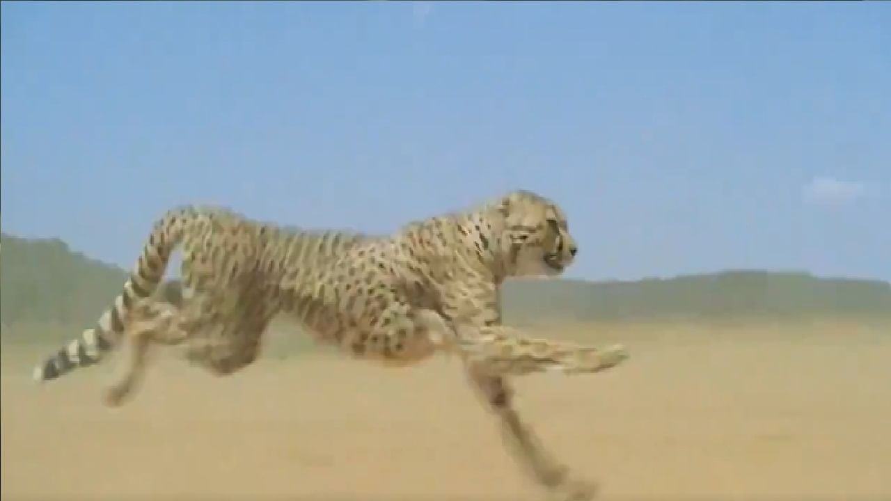 Video: The jaguar runs at a speed of 120 km on the internet, the speed is amazing