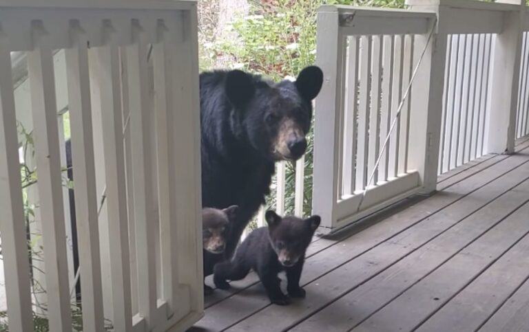 Videotapes.  Mother bear brings newborn cubs to meet their friend!!!