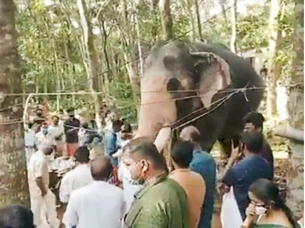 Videotapes.  The story of a heartbroken elephant walking 15 miles to say goodbye to his handler!!