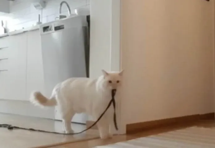 Virus recording.  A curious woman filmed her cat 'home alone' and the video broke her heart