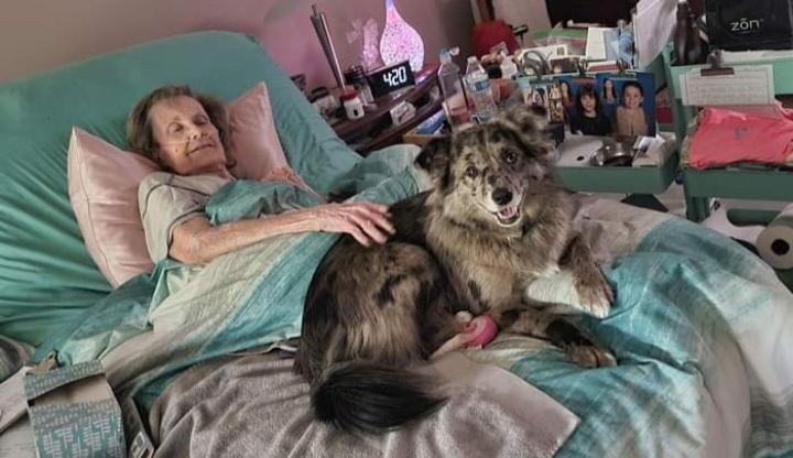 Visits give new meaning to a woman's life.  A dog lover discovers her dog visits an old woman every day as part of a touching double life