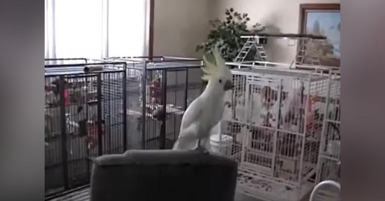 Watch Snowball parrot perform 14 dance moves he created